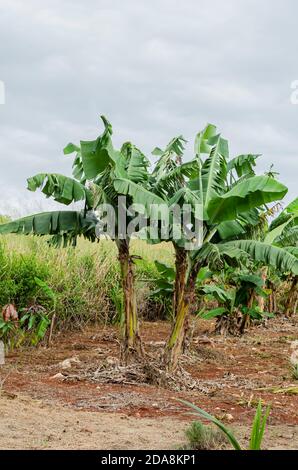 cluster Of Banana Trees Stock Photo