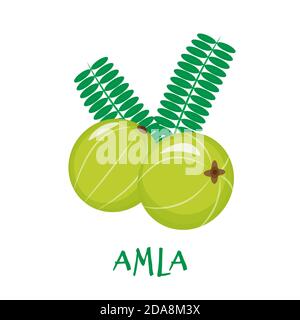 Amla, indian gooseberry, isolated on white background. Vector flat illustration. Stock Vector