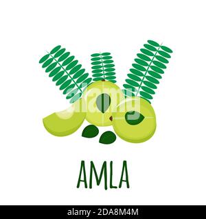 Amla, indian gooseberry, isolated on white background. Cosmetics and medical plant. Vector flat illustration. Stock Vector