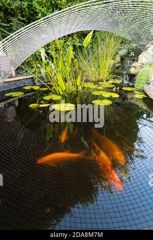 Waterlily plant in a Koi carp fish in a pond with a metal mesh cover heron protector Stock Photo