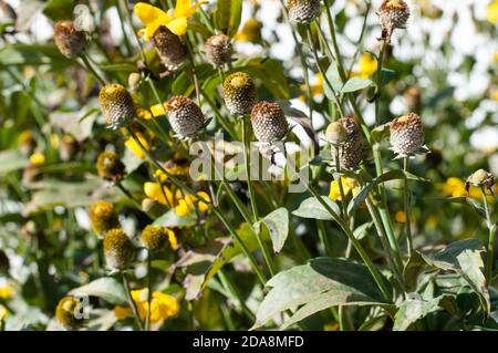 flower heads of rudbeckia nitida with lost petals in autumn Stock Photo
