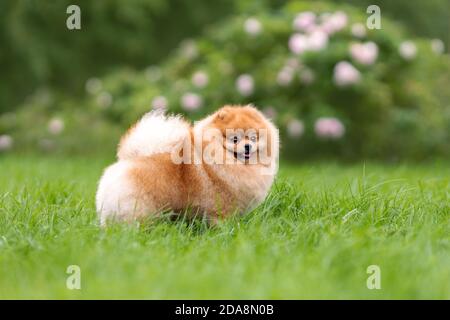 Portrait of cute small orange pomeranian spitz dog walking on green grass at nature. Stock Photo