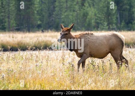 Female elk (cow) prances around in a grassy meadow in Yellowstone National Park in autumn Stock Photo