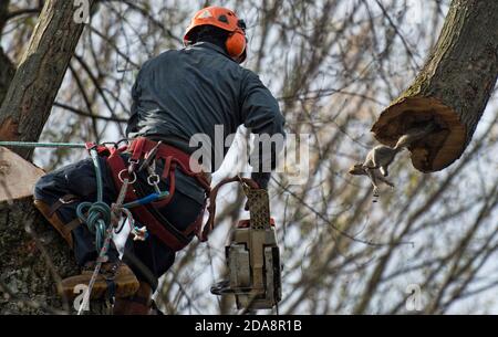 UNITED STATES - November 21, 2017: A tree climber got more then he bargained for during a tree removal in Bluemont. Tino's Tree Service crew was takin Stock Photo
