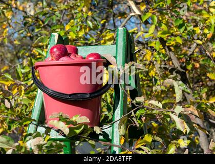 Bucket full of organic red apples on green wooden wide step ladder in orchard allotment outdoor activity Stock Photo