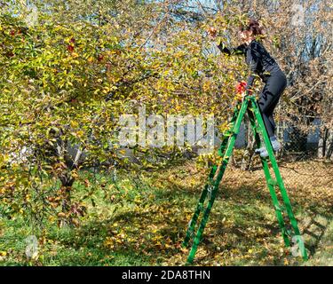 Apple hand picking. Woman picking organic apples while on wooden wide step ladder in orchard. Stock Photo