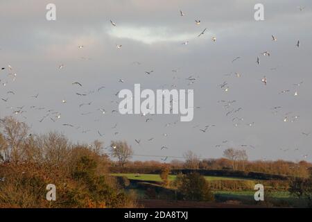 a flock of seagulls above feilds in the country side Stock Photo