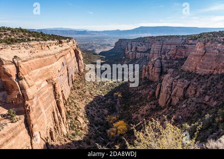 Cottonwood trees in fall color at the bottom Red Canyon in the Colorado National Monument, Colorado, USA. Stock Photo