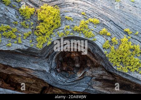 Wolf lichen, a filamentous lichen, commonly grows on the bark of both living and dead conifers in Yellowstone National Park, Wyoming, USA. Stock Photo