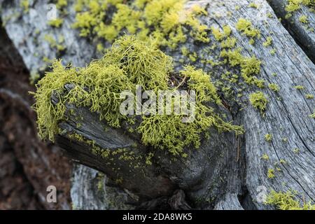 Wolf lichen, a filamentous lichen, commonly grows on the bark of both living and dead conifers in Yellowstone National Park, Wyoming, USA. Stock Photo