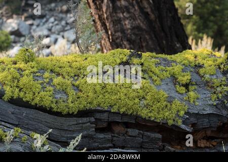 Wolf lichen, a filamentous lichen, commonly grows on the bark of both living and dead conifers in Yellowstone National Park, Wyoming, USA. Stock Photo