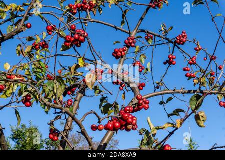 Malus Evereste. The fruit of Malus Evereste, a deciduous crab apple tree,  shown against a bright blue sky, Stock Photo