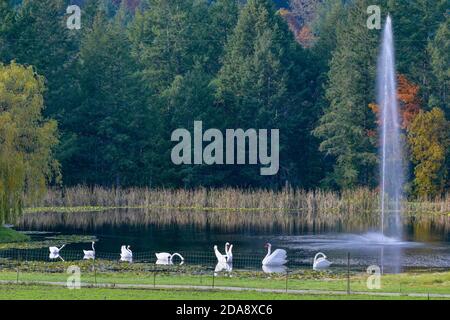 Seven swans a swimming, Christmas Display, Butchart Gardens, Brentwood Bay, British Columbia, Canada Stock Photo