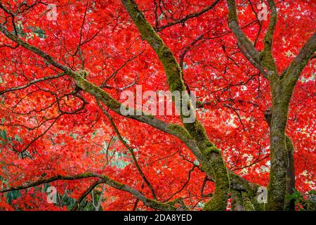 Fall colour, Japanese Garden, Butchart Gardens, Brentwood Bay, British Columbia, Canada Stock Photo