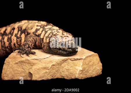 Close up of a rescued Gila Monster lizard on a large flat rock with shallow depth of field Stock Photo