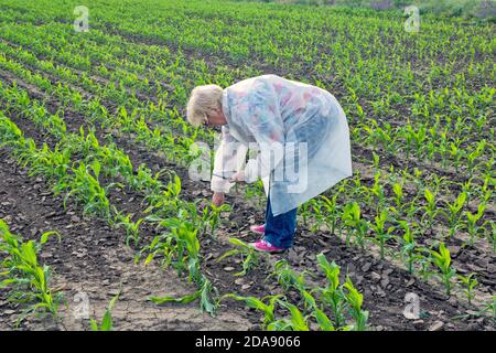 A female agronomist in a protective suit controls the quality of the young corn. At the same time, it uses a tablet device for data from it. Stock Photo