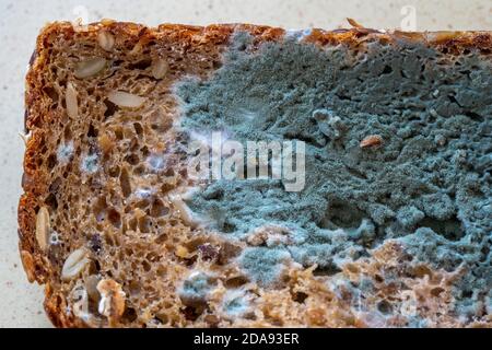 Moldy wholemeal bread, white green bread mould, Stock Photo