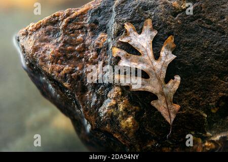 Fallen oak leaf isolated on rock by river - Pisgah National Forest, near Brevard, North Carolina, USA Stock Photo