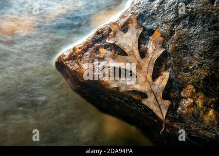 Fallen oak leaf isolated on rock by river - Pisgah National Forest, near Brevard, North Carolina, USA Stock Photo