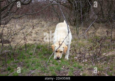Cute dog in autumn nature. Stock Photo