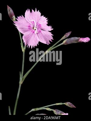 Flower of carnation, lat. Dianthus deltoides, isolated on black background Stock Photo