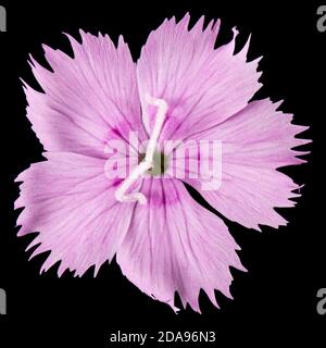 Flower of carnation, lat. Dianthus deltoides, isolated on black background Stock Photo