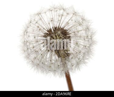 Old dandelion isolated on white background Stock Photo