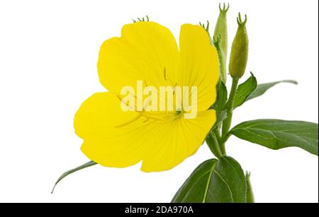 Flower of yellow Evening Primrose, lat. Oenothera, isolated on white background Stock Photo