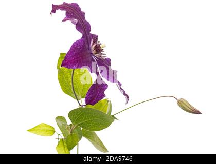Purple clematis flower, isolated on white background Stock Photo