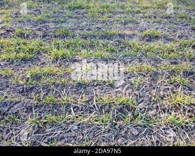 Crops of wheat in the field destroyed by frost and arid weather. Stock Photo