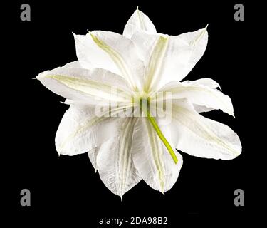 White flower of clematis, isolated on black background Stock Photo