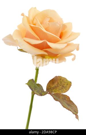 Flower of cream rose, isolated on white background Stock Photo