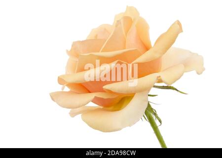 Flower of cream rose, isolated on white background Stock Photo