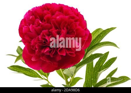 Red flower of peony, isolated on white background Stock Photo
