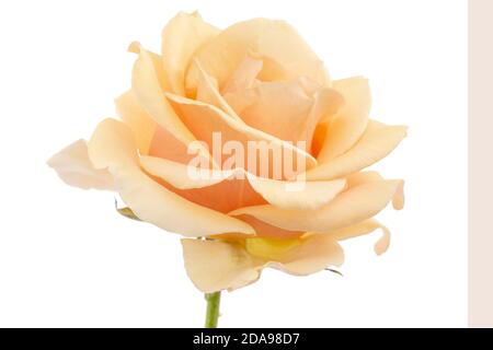 Flower of cream rose, isolated on white background Stock Photo