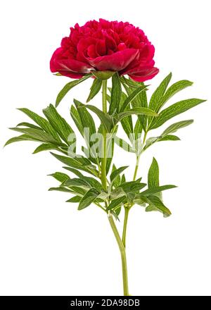 Red flower of peony, isolated on white background Stock Photo