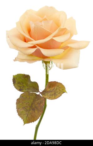 Flower of cream rose, isolated on white background Stock Photo