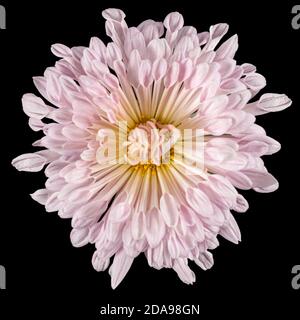 Pink chrysanthemum flower, isolated on black background Stock Photo
