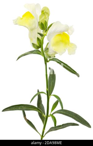 Yellow flowers of snapdragon, lat.Antirrhinum majus, isolated on white background Stock Photo