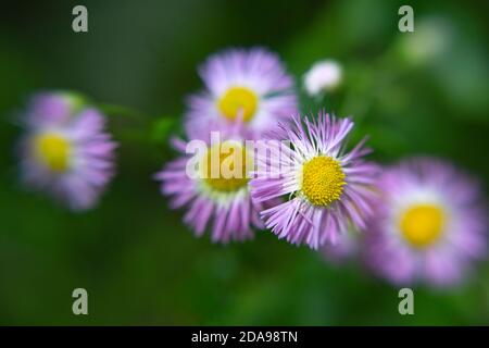WA16998-00...WASHINGTON - Composite wildflower growing in the Hoh River Valley of Olympic National Park. Stock Photo