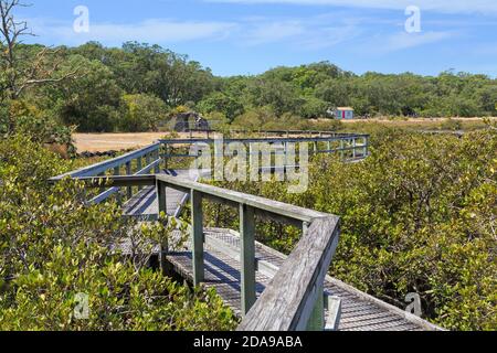 A wooden boardwalk running through coastal mangroves on Rangitoto Island, New Zealand Stock Photo