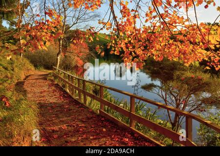 Autumn trees with bright orange foliage shading a pathway beside a tranquil lake Stock Photo