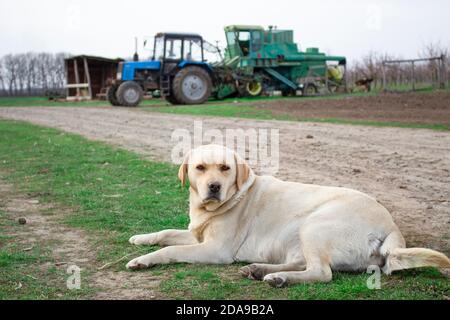A yellow labrador retriever lies waiting for the owner from a field on a farm where there is a tractor and equipment. Stock Photo