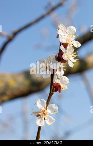Inflorescence of apricot fruit trees on a background of blue sky on a clear sunny day. Stock Photo