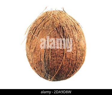 Coconut isolated on white background. Collection. a whole coconut. Stock Photo