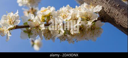 Plum blossom. Flowers of fruit trees in spring Stock Photo
