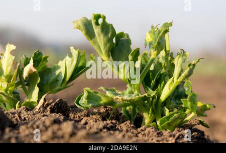 Pest-infested young sprout. Destruction of sowing of legumes by insects and fruits. Decrease in crop yield in agriculture. Stock Photo