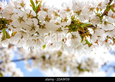 Branch with blossoming cherry tree flowers. Stock Photo