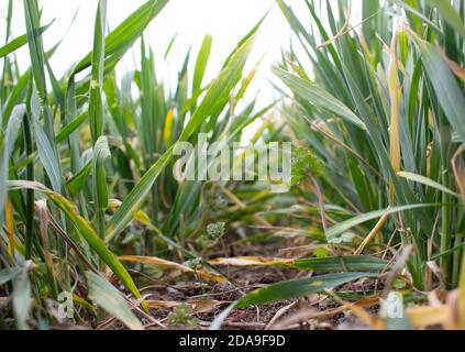 Dry sick leaves of young wheat in spring, wheat disease in spring. Stock Photo
