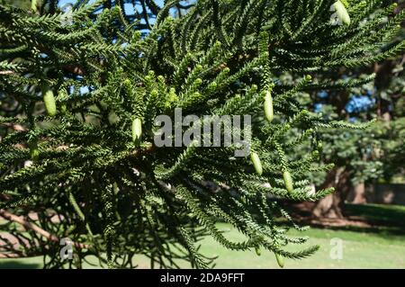 Sydney Australia, leaves and cones of a Araucaria luxurians or Coast araucaria tree which is endemic to New Caledonia Stock Photo